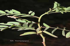 Indigofera vicioides
